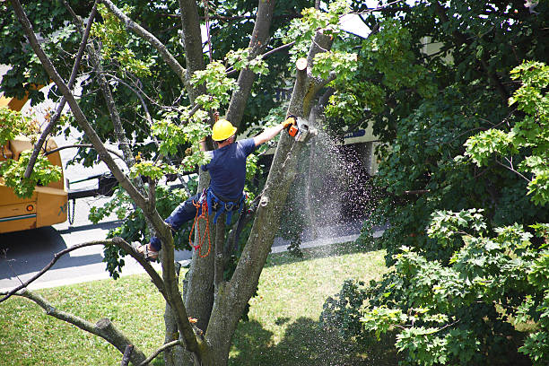 How Our Tree Care Process Works  in  South Charleston, WV